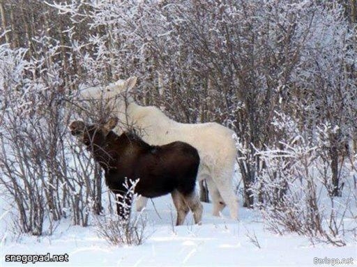 Животные альбиносы.