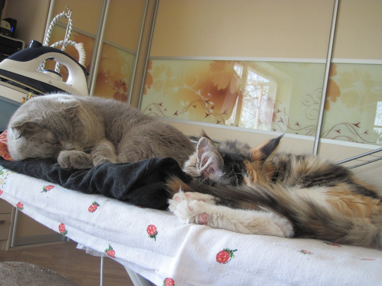 Лежбище котиков