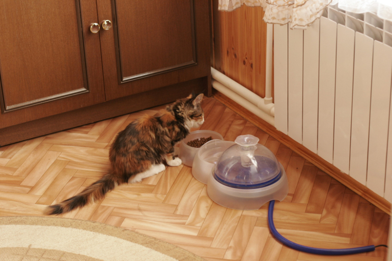 Котожизнь в картинках