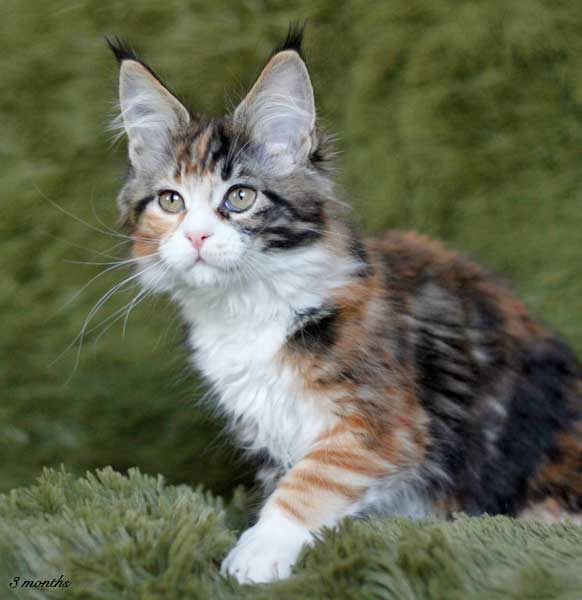 Мимимих растёт