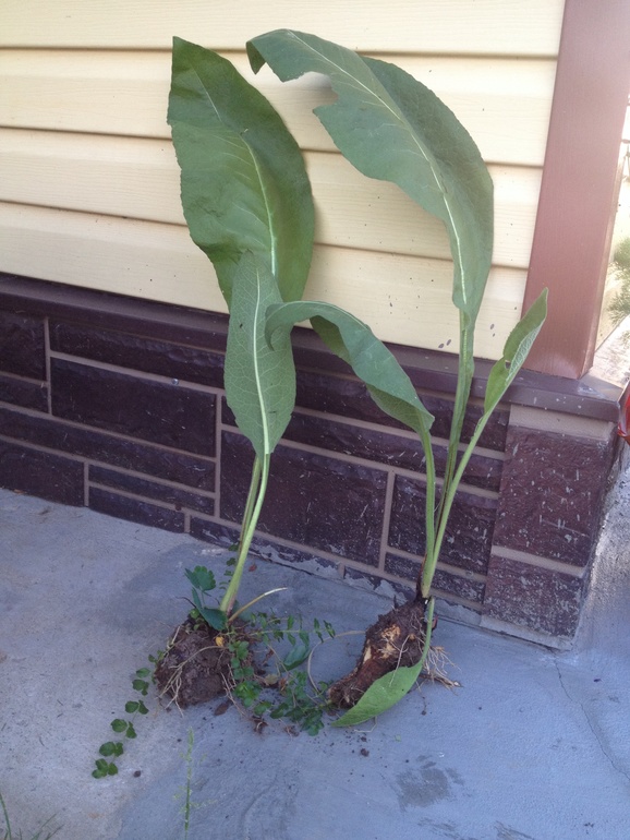 Что за растение?