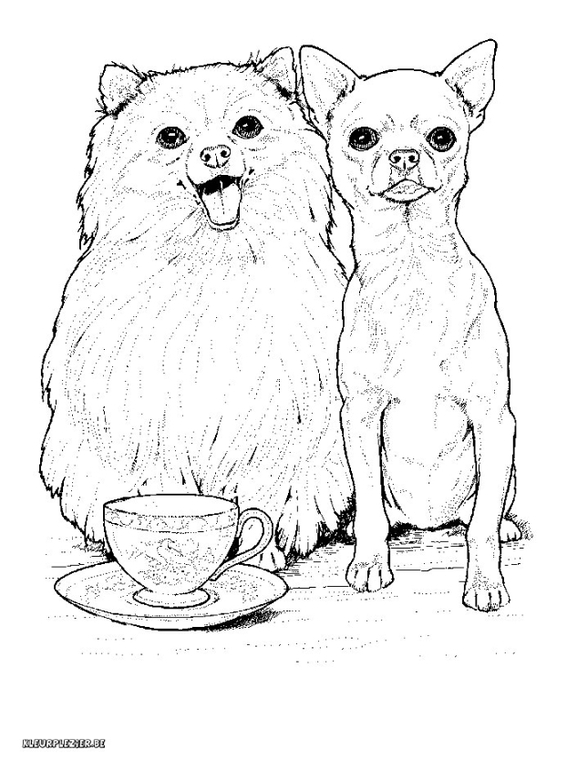 Как нарисовать котенка или щенка