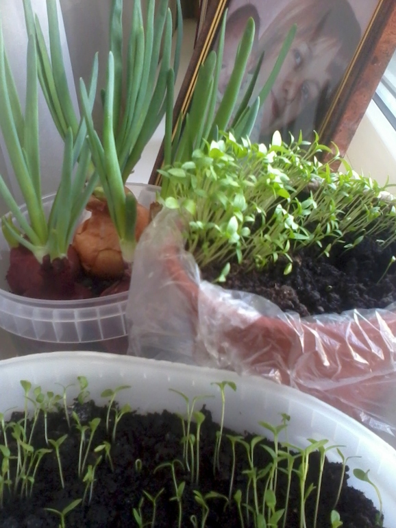 А еще на окошке у нас...