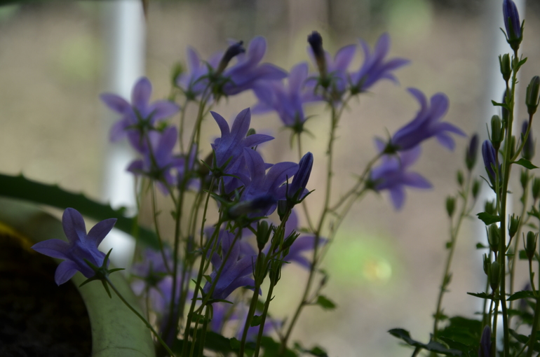 Колокольчики мои...