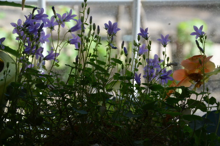 Колокольчики мои...