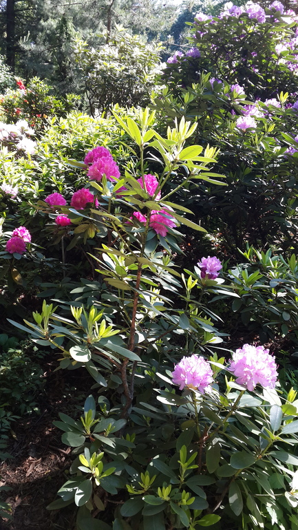 Прогулка с Аптекарский огород