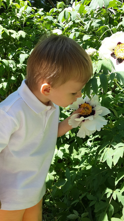 Прогулка с Аптекарский огород