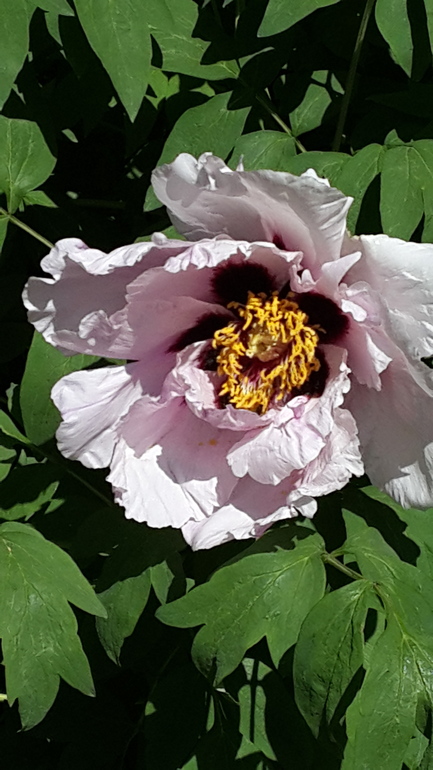 Прогулка с Аптекарский огород