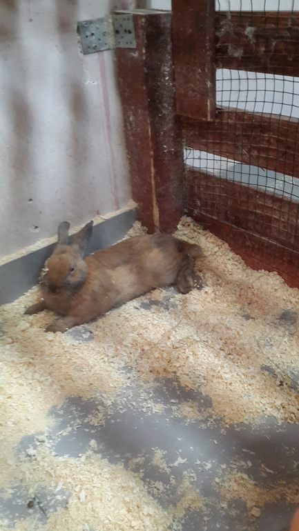 Контактный зоопарк (много фоток)