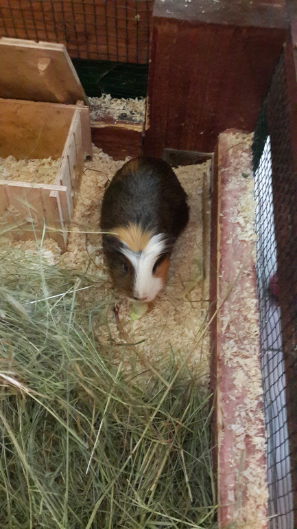 Контактный зоопарк (много фоток)