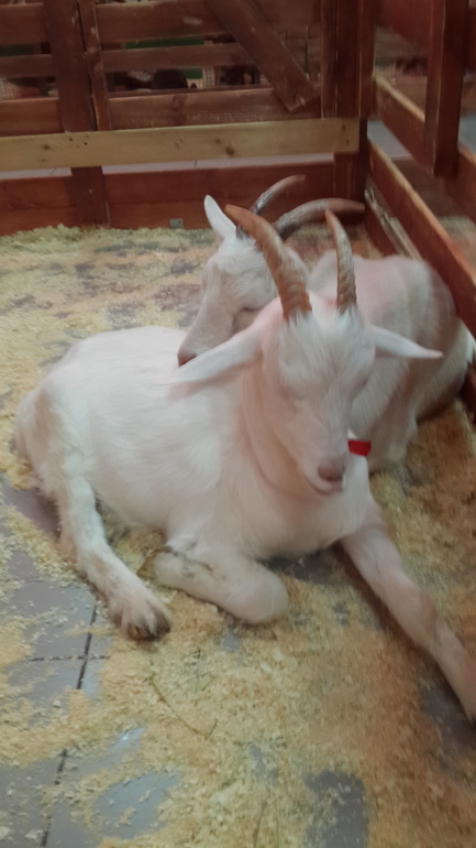 Контактный зоопарк (много фоток)