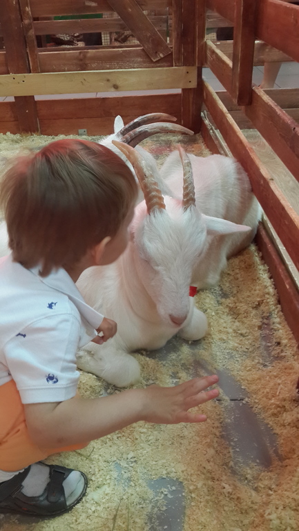 Контактный зоопарк (много фоток)