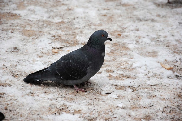 Контрольное задание № 5. Корректируем тона при помощи уровней