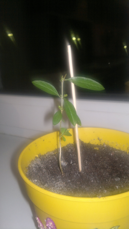 мои растюхи, не все