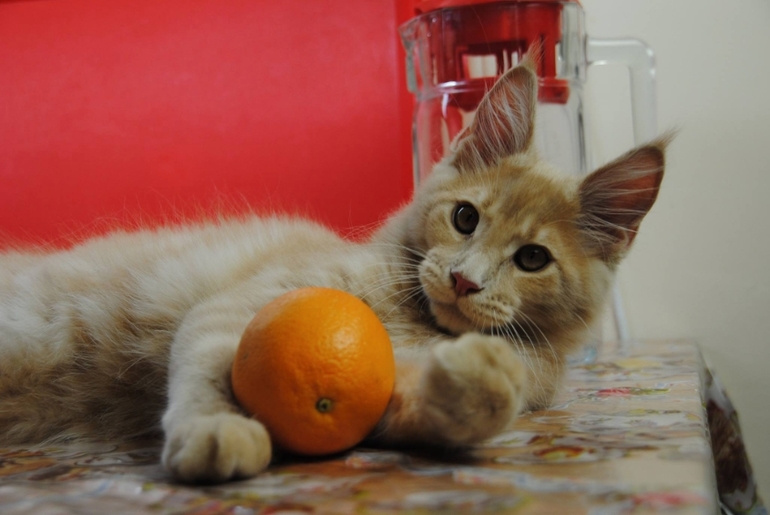 Котята менй-кун - мальчики и девочки