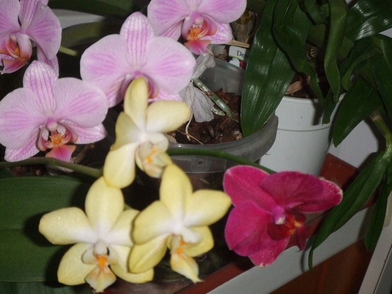 Мои любимочки