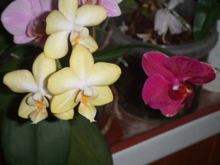 Мои любимочки