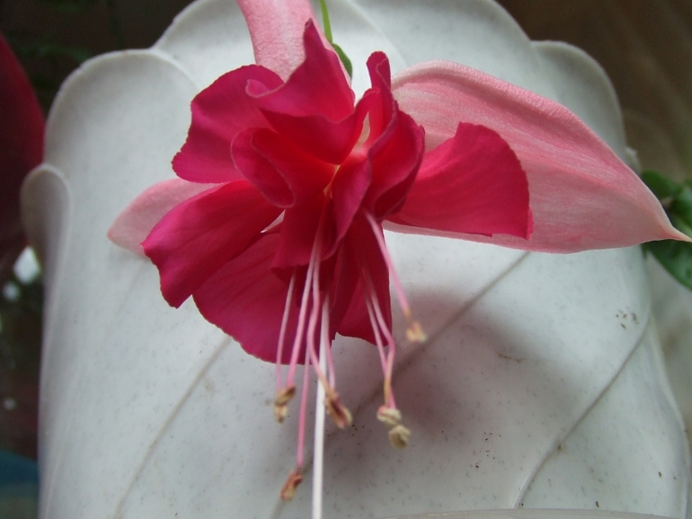 Мои любимочки