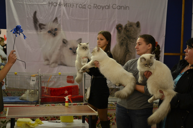 Мой котик и моя кошечка