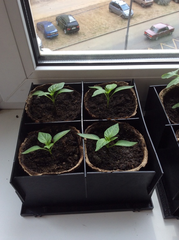 Моя рассада