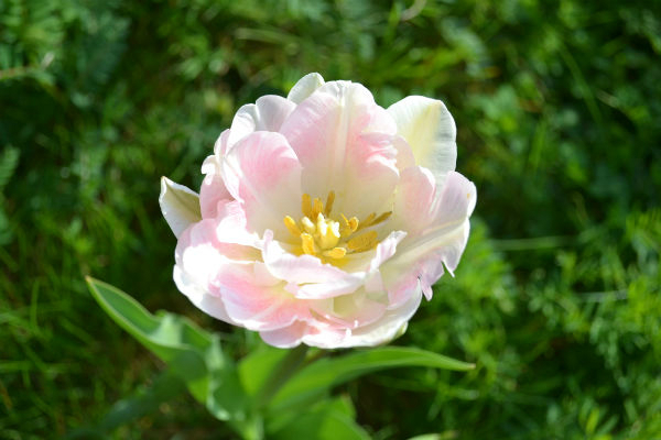 Я опять с цветами.