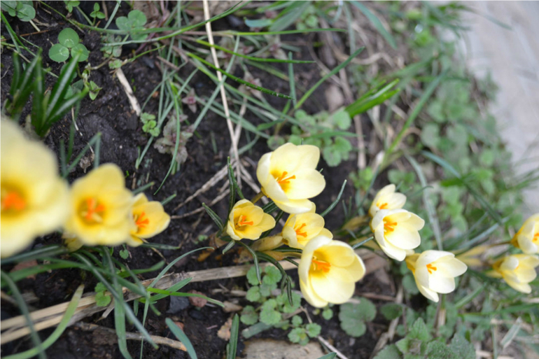 Вестники весны!