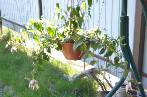 У меня цветущая весна!:)