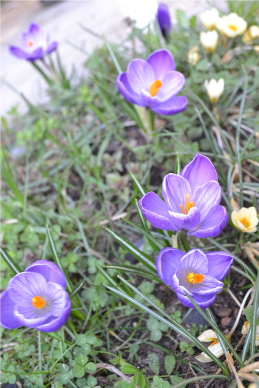 А я опять с крокусами :)