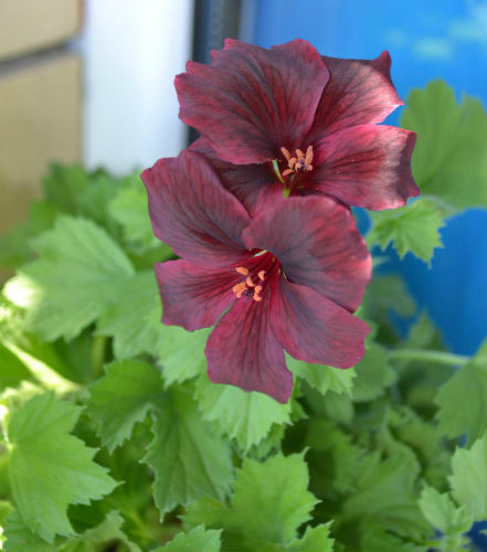 У меня цветущая весна!:)