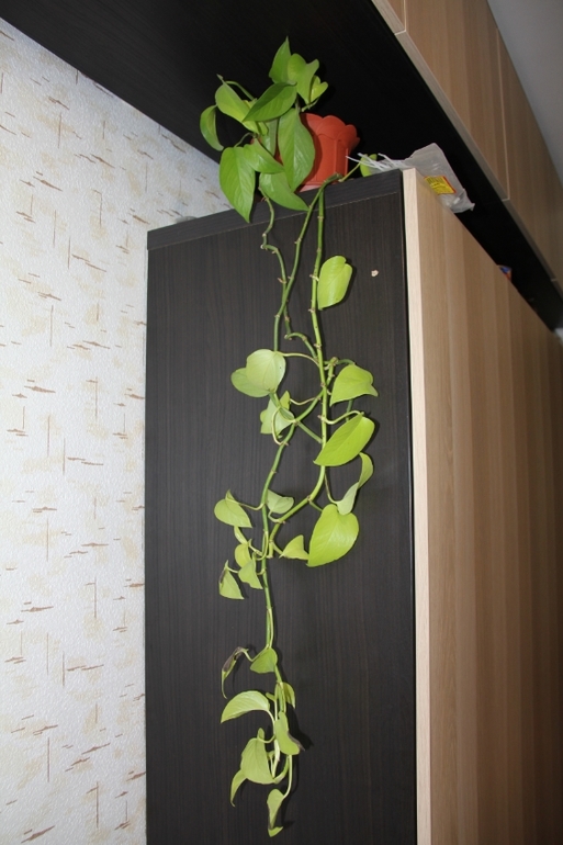 Отдам черенки