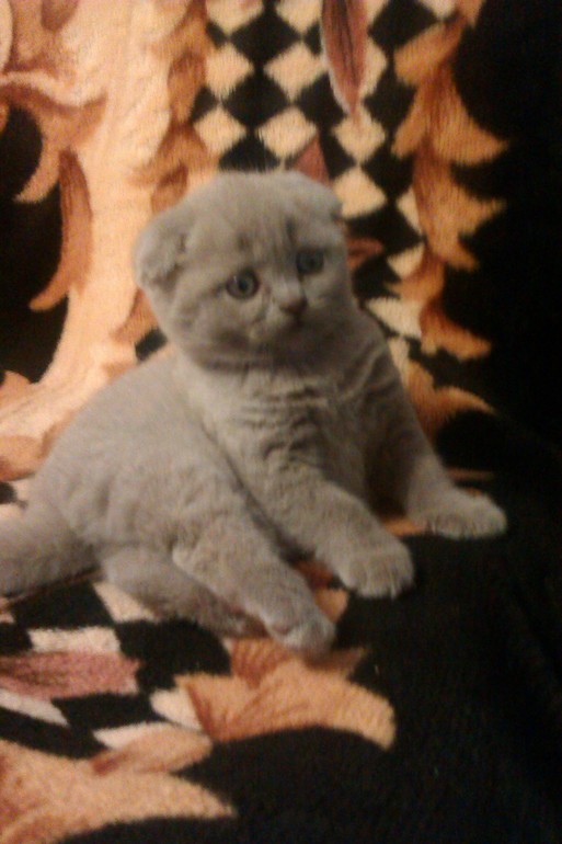 Знакомтесь,Масяня!