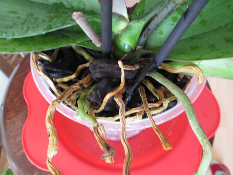 Нужно обрезать или обойдется?