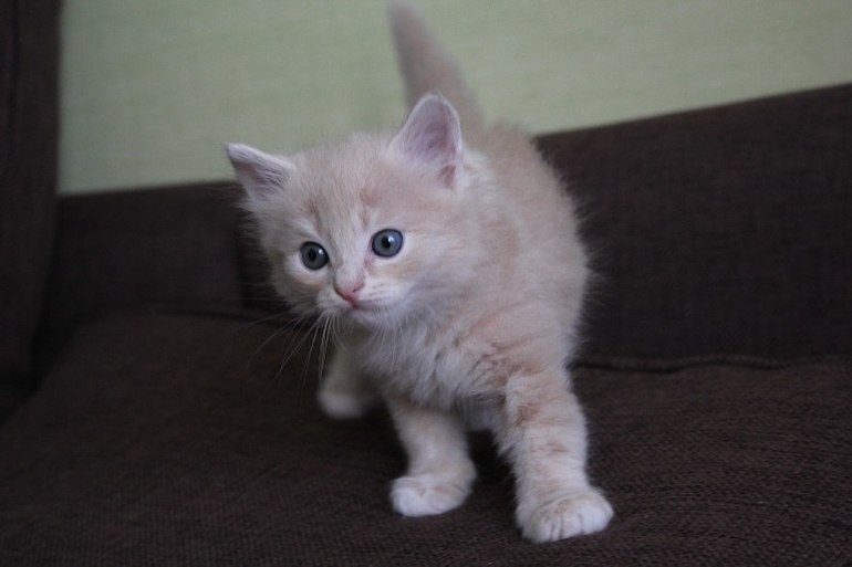 Брать или не брать?