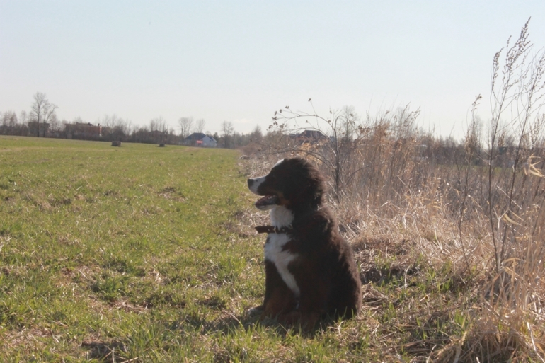 Ричард на прогулке в полях)))