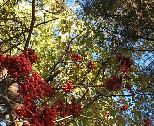 Все краски осени акростих
