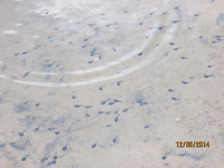 Работка и Д/Рэшки