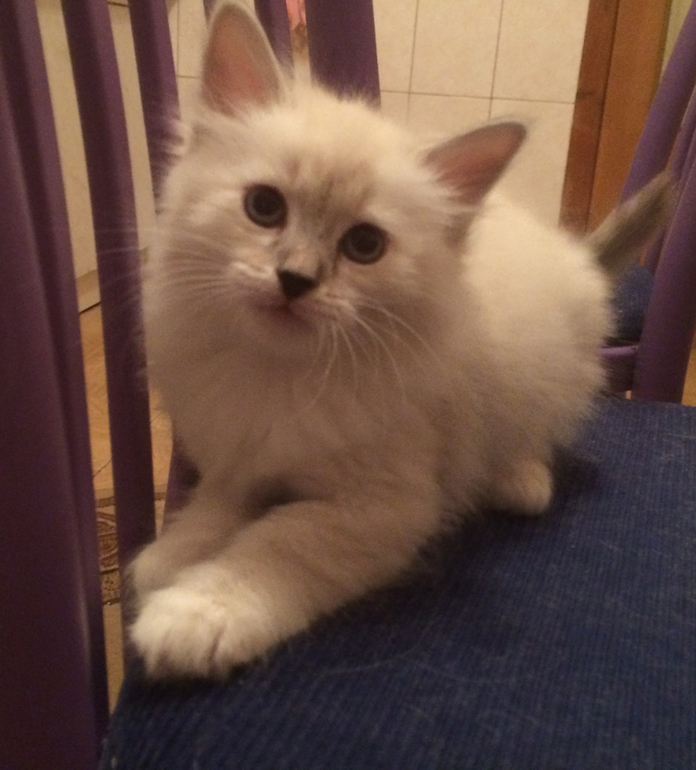 Невские маскарадные малыши