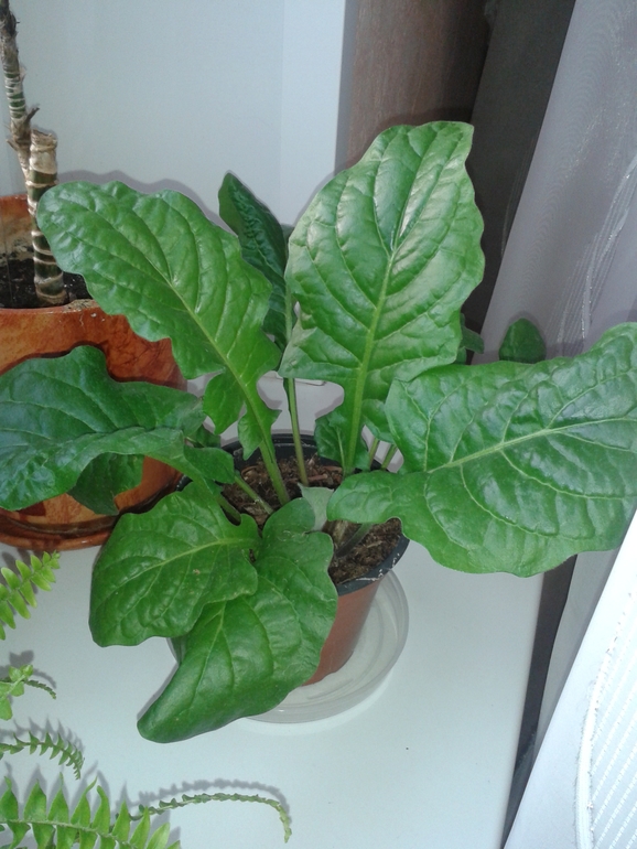 Моя гербера!