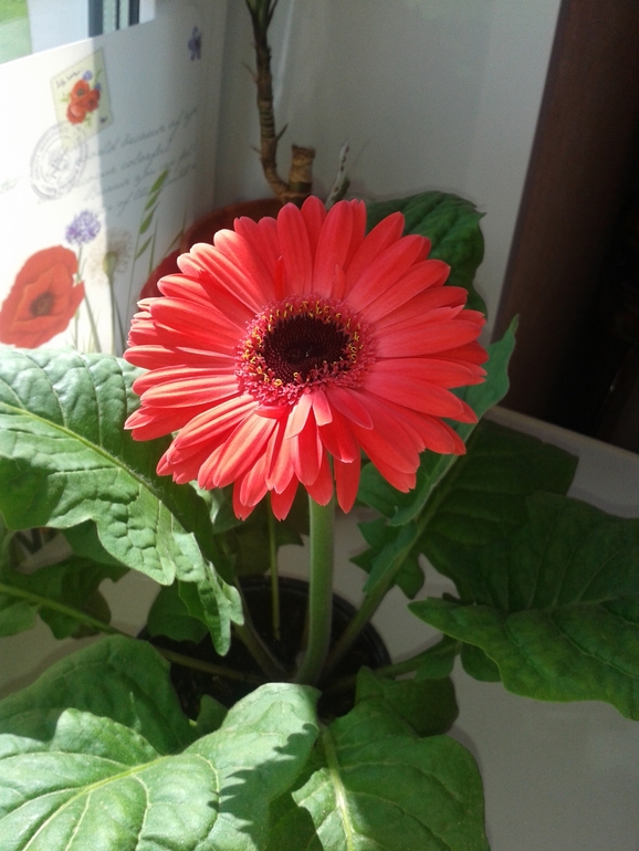 Моя гербера!