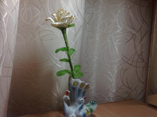 Мои розы