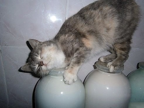 Картинка