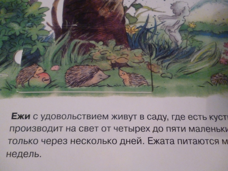 Энциклопедии про животных