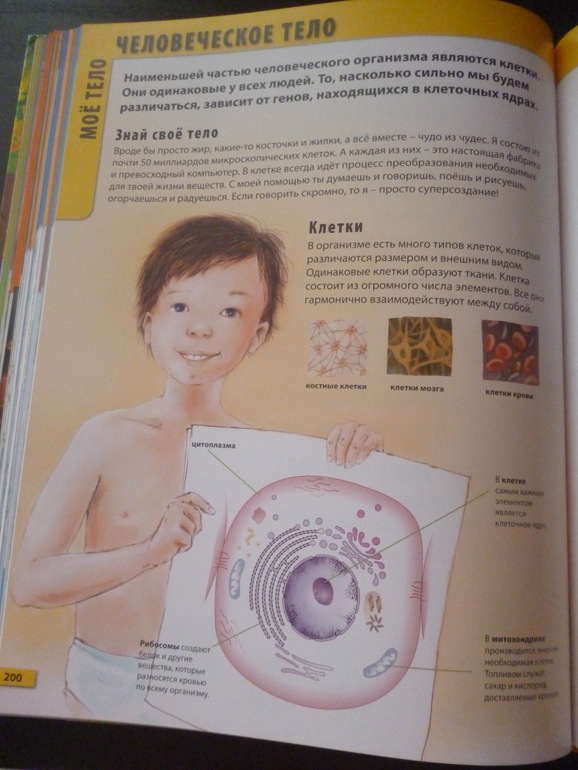 Энциклопедии про животных