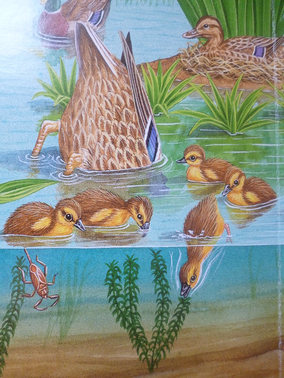 Первые книги малыша. Учим новые слова (бюджетные гляделки, много фото)