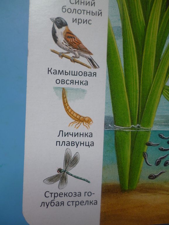 Первые книги малыша. Учим новые слова (бюджетные гляделки, много фото)