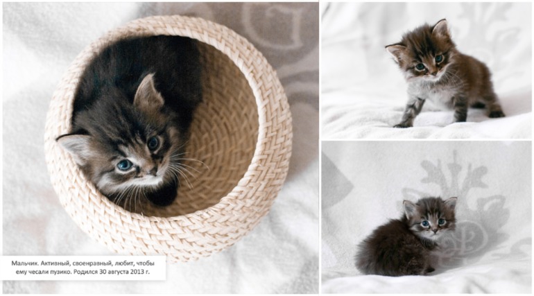 Наши котята. Предложение ограничено :)