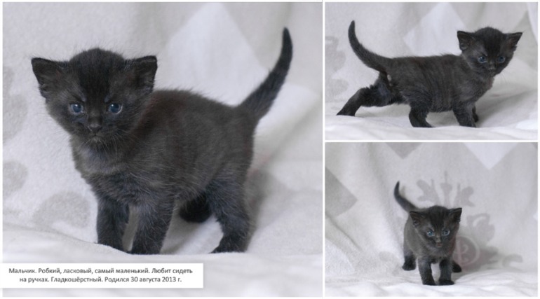 Наши котята. Предложение ограничено :)