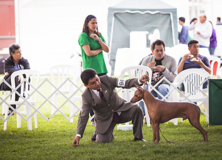 Выставки собак в Перу