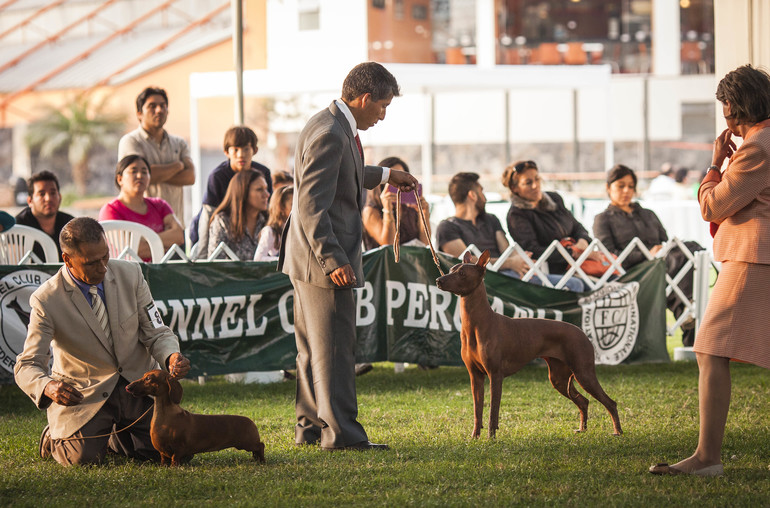 Выставки собак в Перу