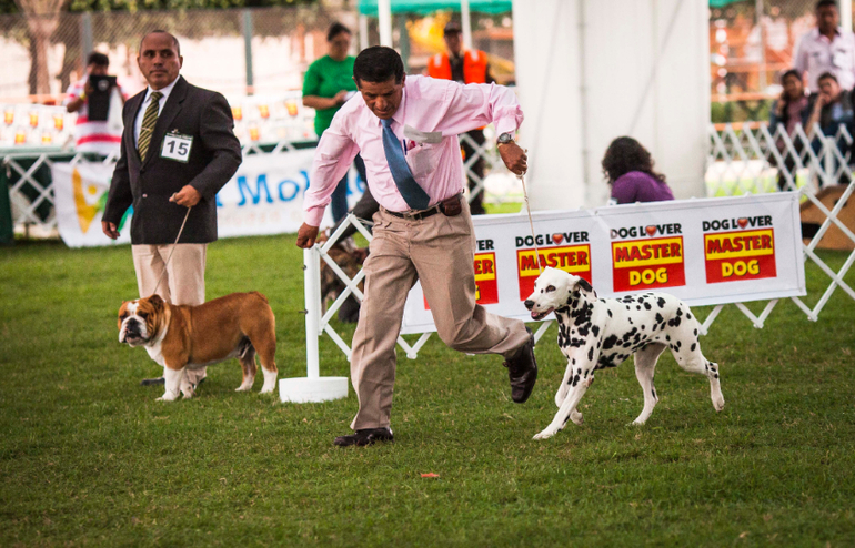 Выставки собак в Перу